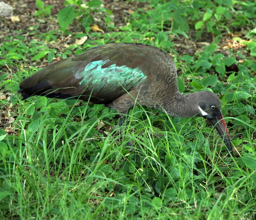Hadada Ibis