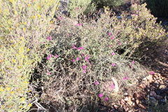 Pelargonium magenteum, photograph (c) Tony Rebelo, some rights reserved (CC BY-SA)