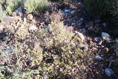 Pelargonium magenteum, photograph 6