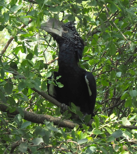 Silvery-cheeked Hornbill