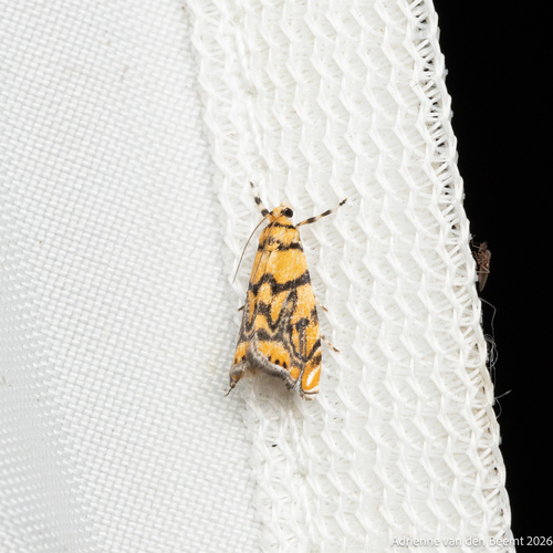 Diptychophora harlequinalis photo 3