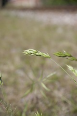 Bromus hordeaceus hordeaceus