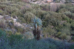 Aloe comosa, photograph (c) Tony Rebelo, some rights reserved (CC BY-SA)
