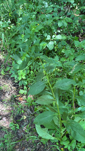 iNaturalist observation photo of Swamp Goldenrod