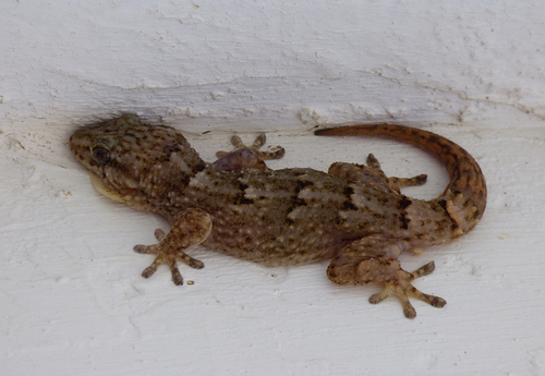 Boettger's Wall Gecko