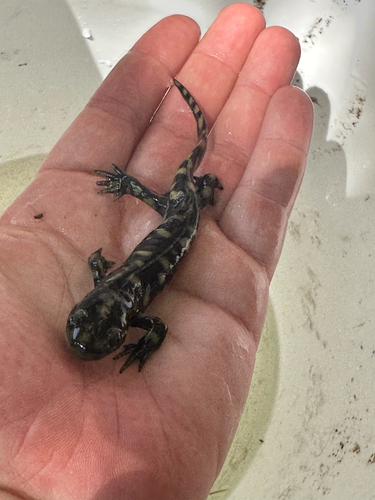 Western Tiger Salamander