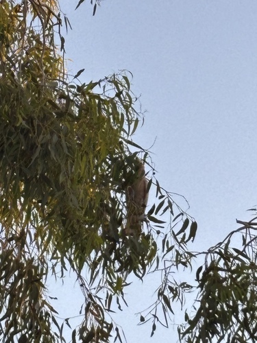 Pink Cockatoo