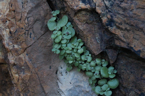 Crassula nemorosa