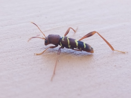 Red-headed ash borer