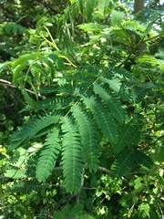 Albizia julibrissin julibrissin