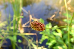 Sanguisorba tenuifolia
