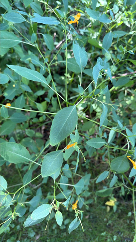 common jewelweed