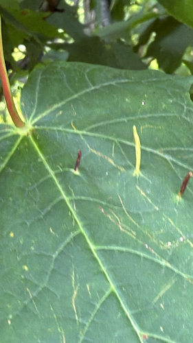 Maple Spindle Gall Mite