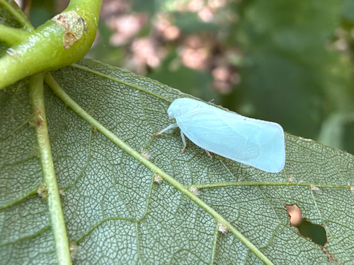Northern Flatid Planthopper