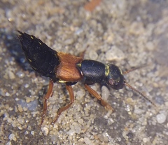 Staphylinus erythropterus