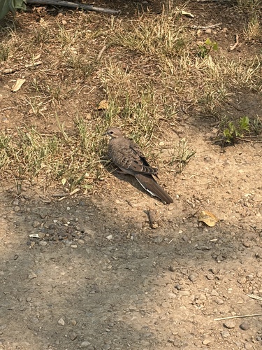 Mourning Dove