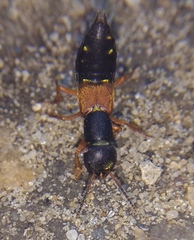 Staphylinus erythropterus