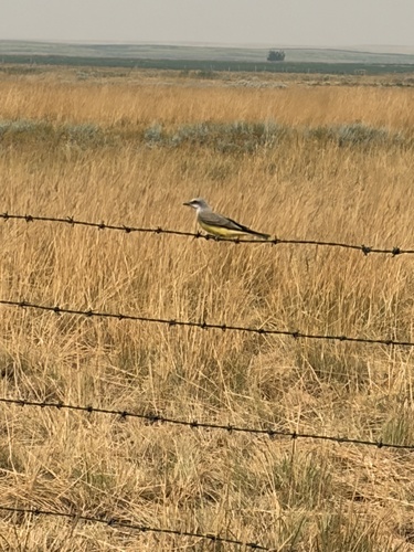 Western Kingbird