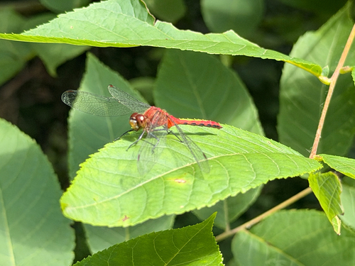 Ruby Meadowhawk
