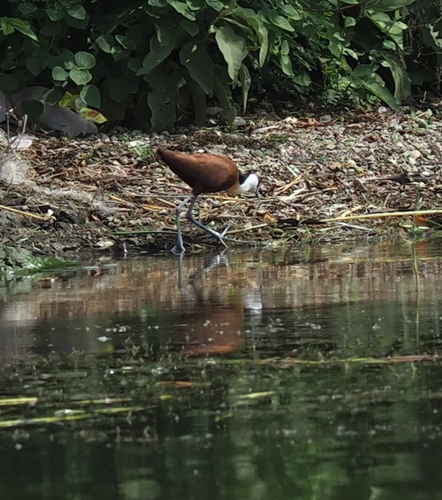 African Jacana