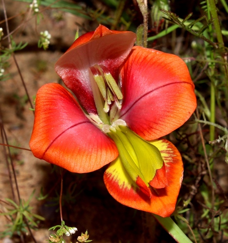 Image of Pied Kalkoentjie (Gladiolus speciosus) by (c) Brian du Preez, some rights reserved (CC BY-SA)