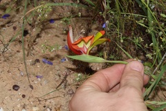 Gladiolus speciosus