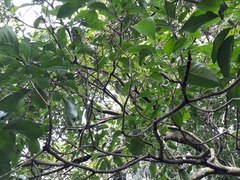 Dendropanax