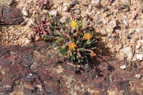 Image of Cheiridopsis rostrata by (c) Brian du Preez, some rights reserved (CC BY-SA)