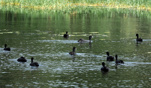 Red-knobbed Coot