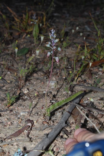 Image of Lachenalia hirta by (c) Brian du Preez, some rights reserved (CC BY-SA)