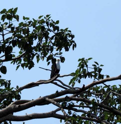 African Fish-Eagle