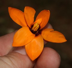 Ixia calendulacea