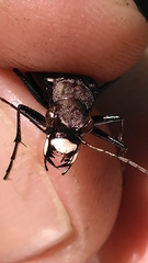 Apterodela unipunctata