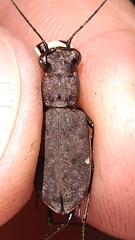 Apterodela unipunctata