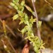 Common Thread Orchid - Photo (c) Brian du Preez, some rights reserved (CC BY-SA), uploaded by Brian du Preez