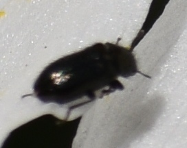 iNaturalist observation photo of Ernobiinae