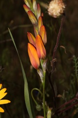 Ixia calendulacea