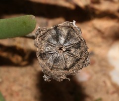 Cheiridopsis rostrata