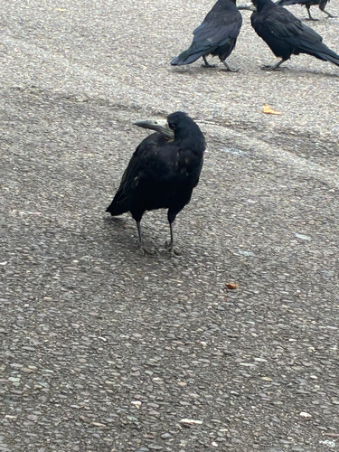 Rook