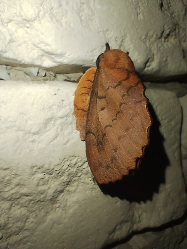 The Lappet