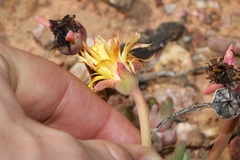 Cheiridopsis rostrata