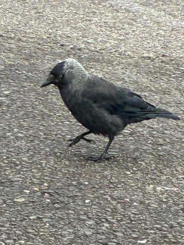 Eurasian Jackdaw