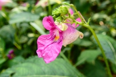 Impatiens textorii