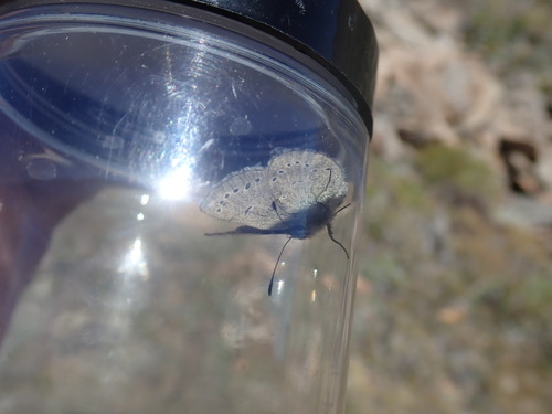 iNaturalist observation photo of Typical Blues