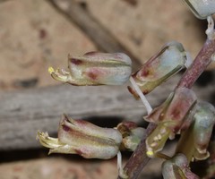 Lachenalia hirta hirta