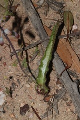 Lachenalia hirta hirta