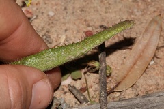 Lachenalia hirta hirta