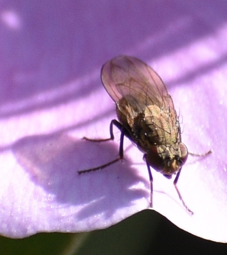 iNaturalist observation photo of Flies