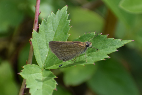 Swarthy Skipper photo 3