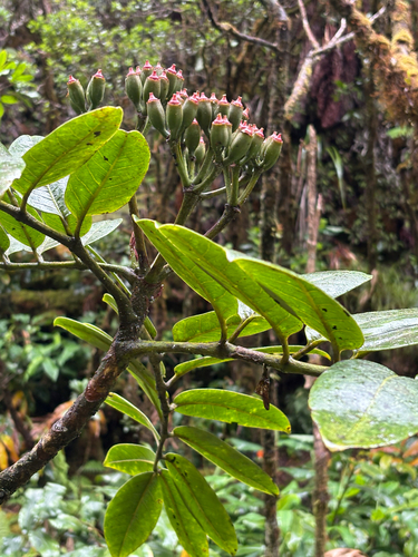 Polyscias waialealae observed 2026-06-29